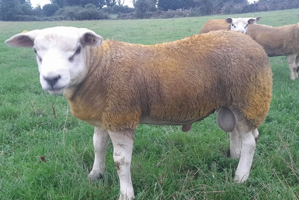 5 Star Texel Rams for Terminal Trio Tullamore - Image 2