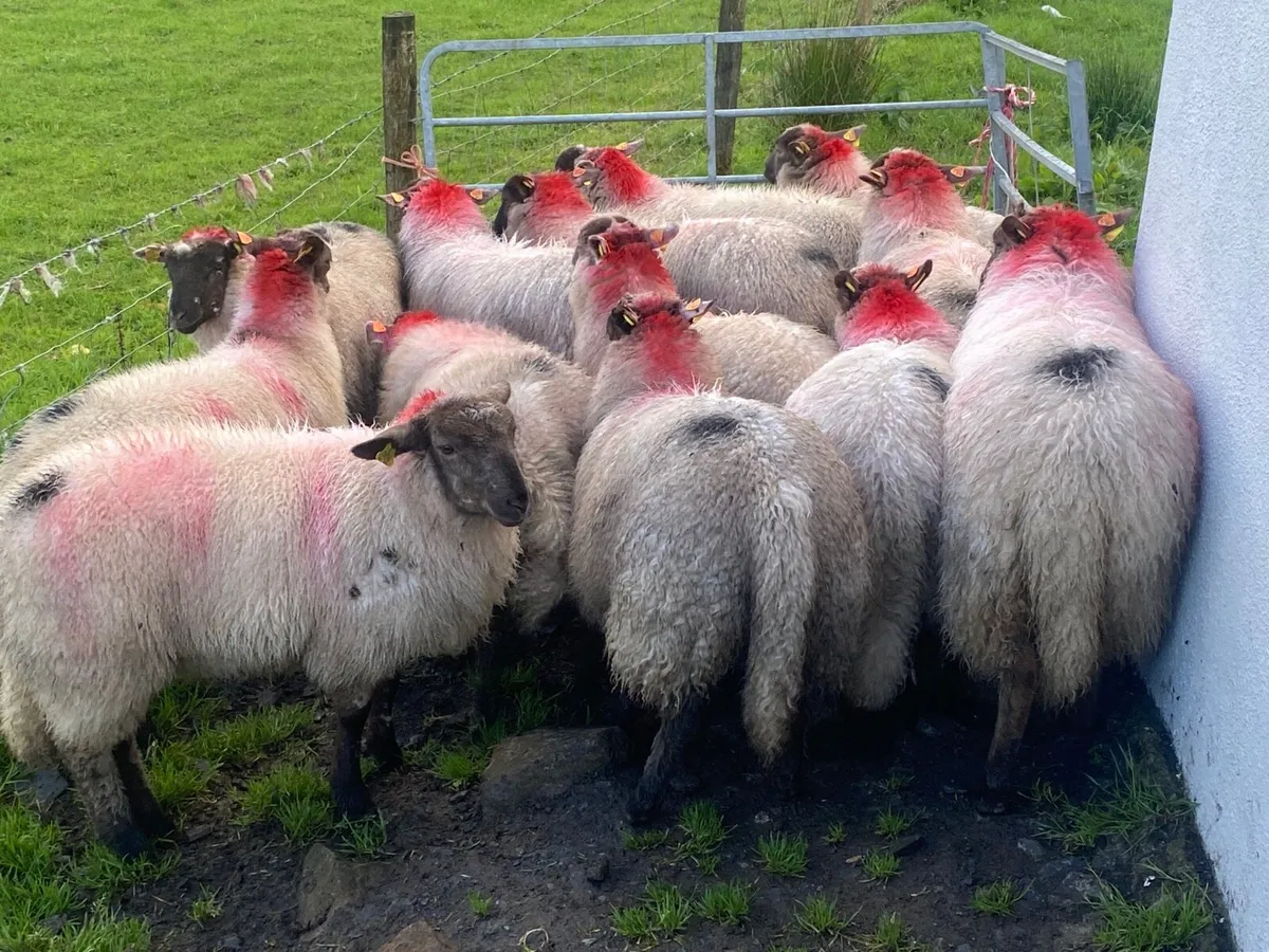 15 Super Ewe Lambs - Image 2