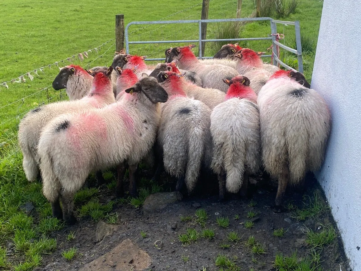 15 Super Ewe Lambs - Image 4