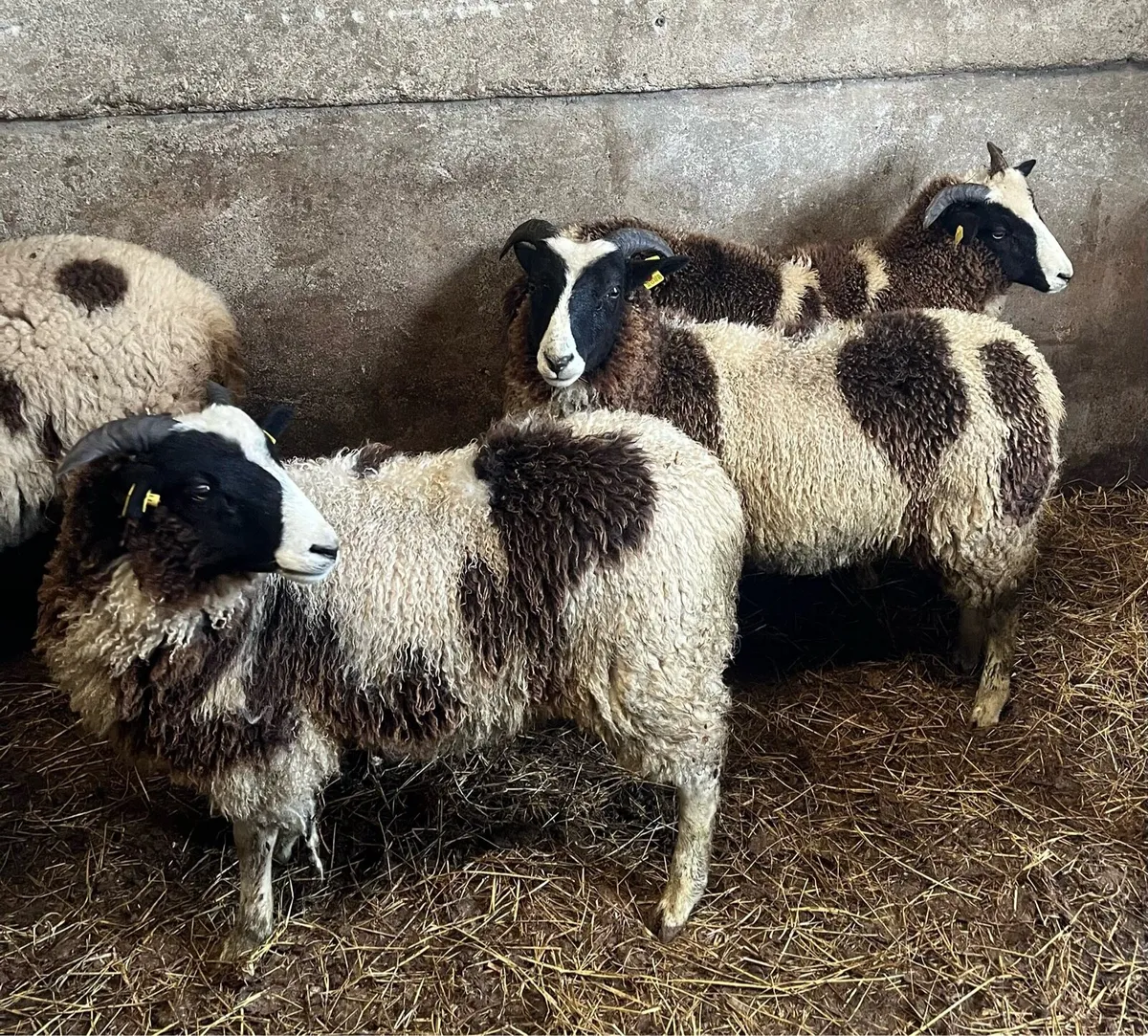 Jacob Ewe Lambs - Image 1