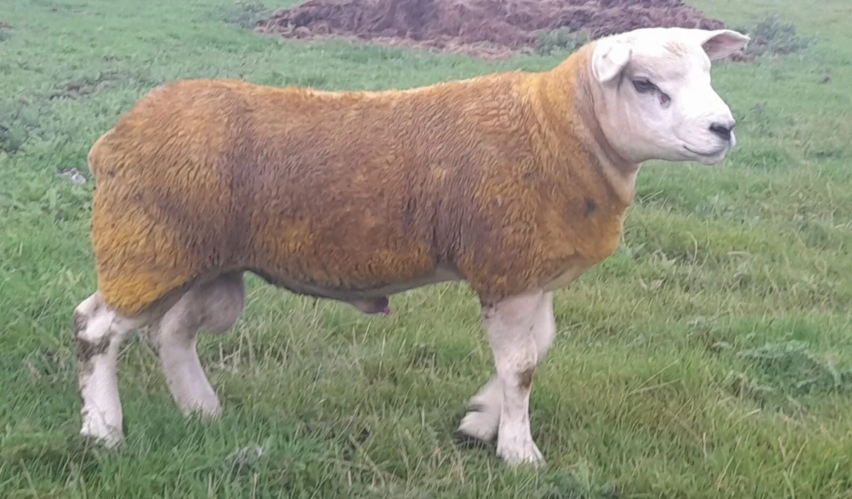 5 Star Texel Rams for Terminal Trio Tullamore - Image 1