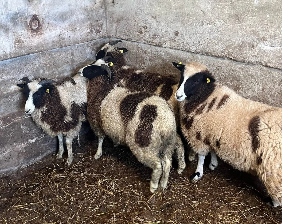 Jacob Ewe Lambs - Image 2