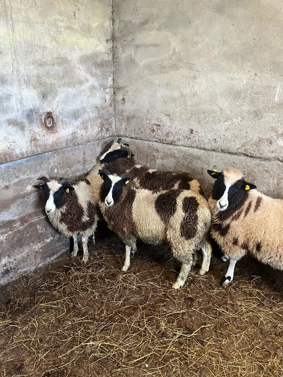 Jacob Ewe Lambs - Image 3