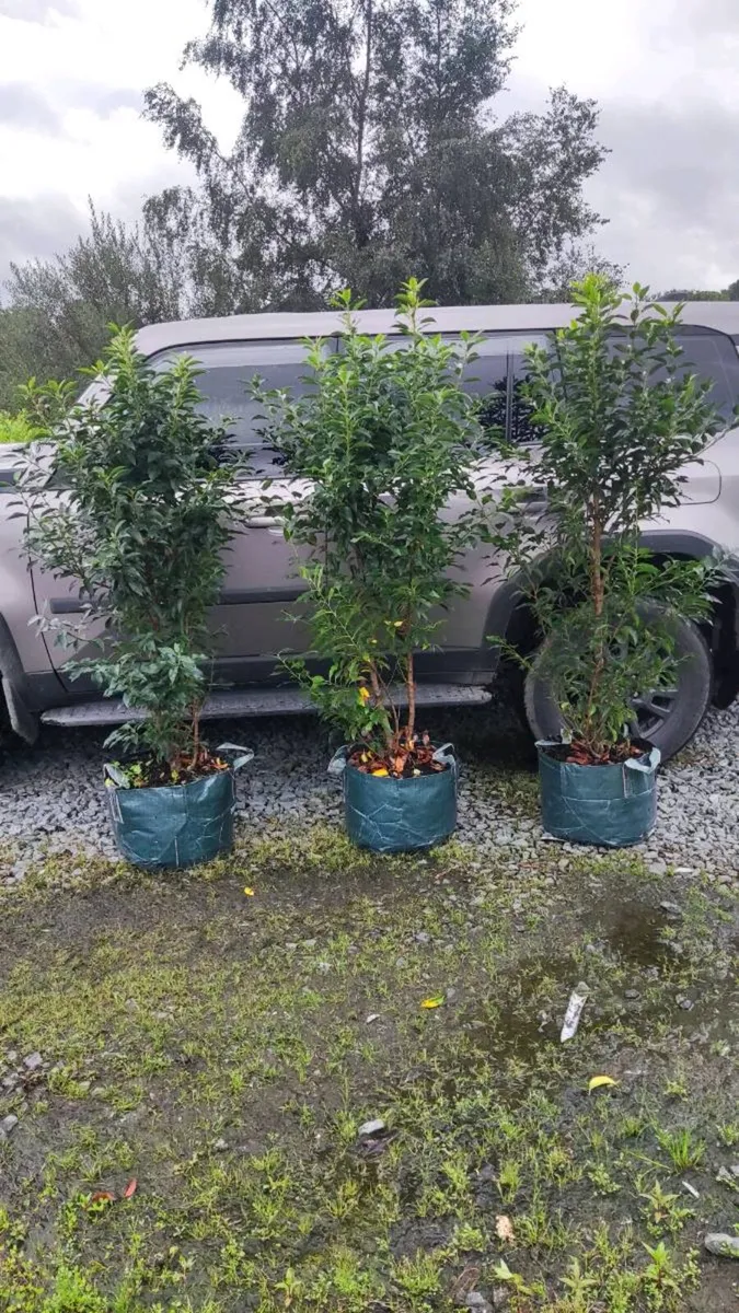 Mature Portuguese Laurel in sizes - Image 1