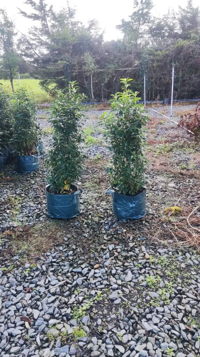 Mature Portuguese Laurel in sizes - Image 2
