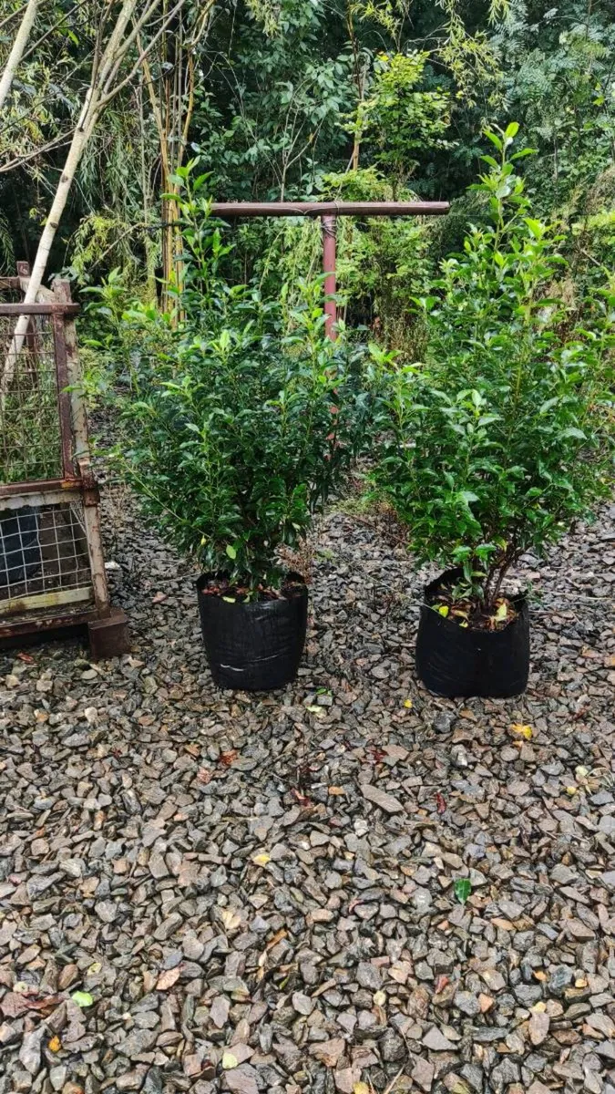 Mature Portuguese Laurel in sizes - Image 3