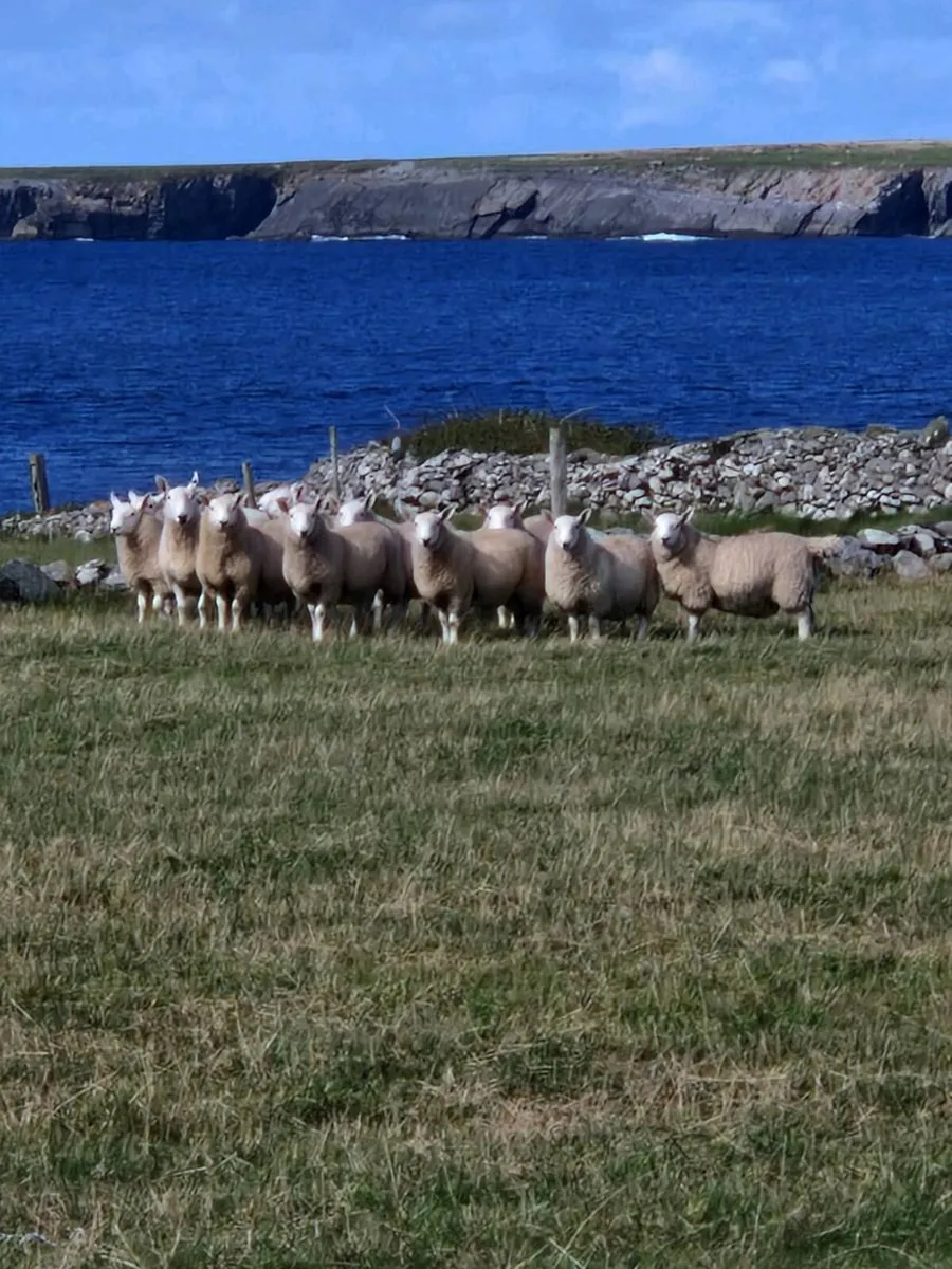 North Country Cheviot Ram Lambs - Image 1
