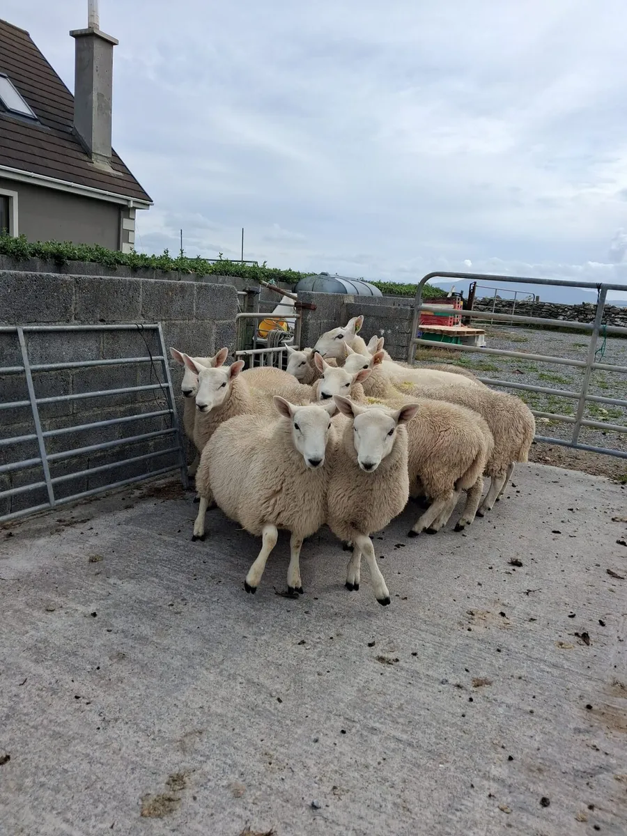 North Country Cheviot Ram Lambs - Image 3