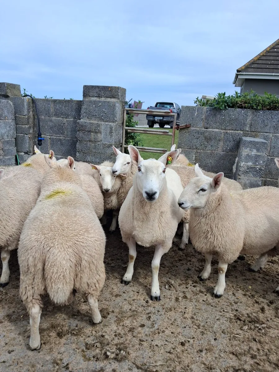 North Country Cheviot Ram Lambs - Image 4