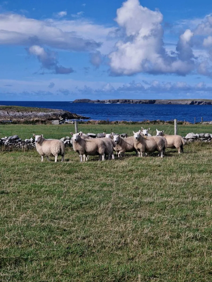 North Country Cheviot Ram Lambs - Image 2