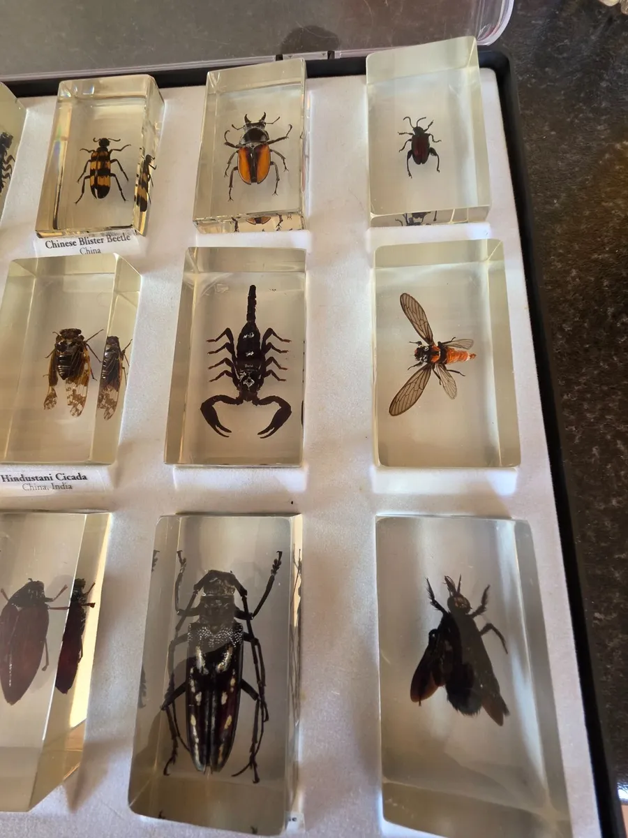 Insects in resin - Image 2