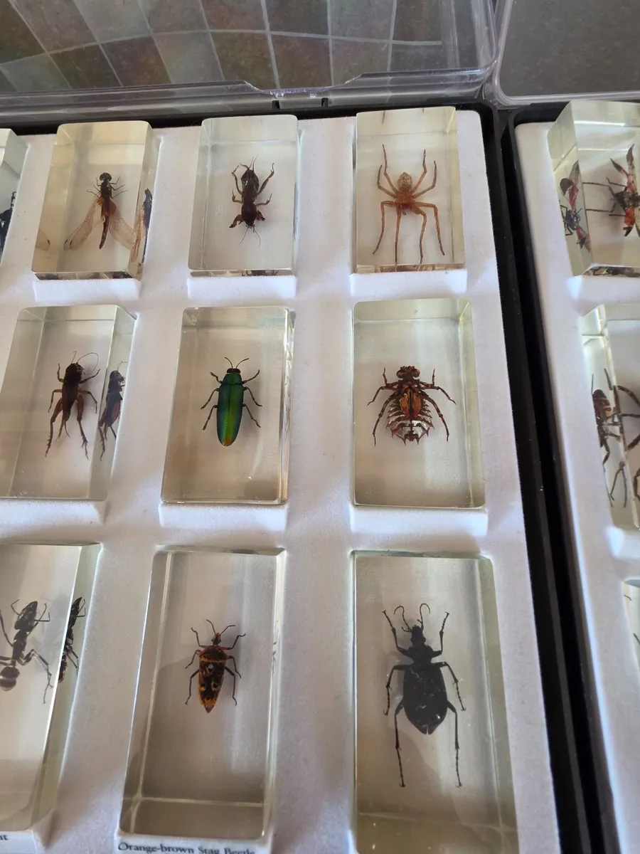 Insects in resin - Image 3
