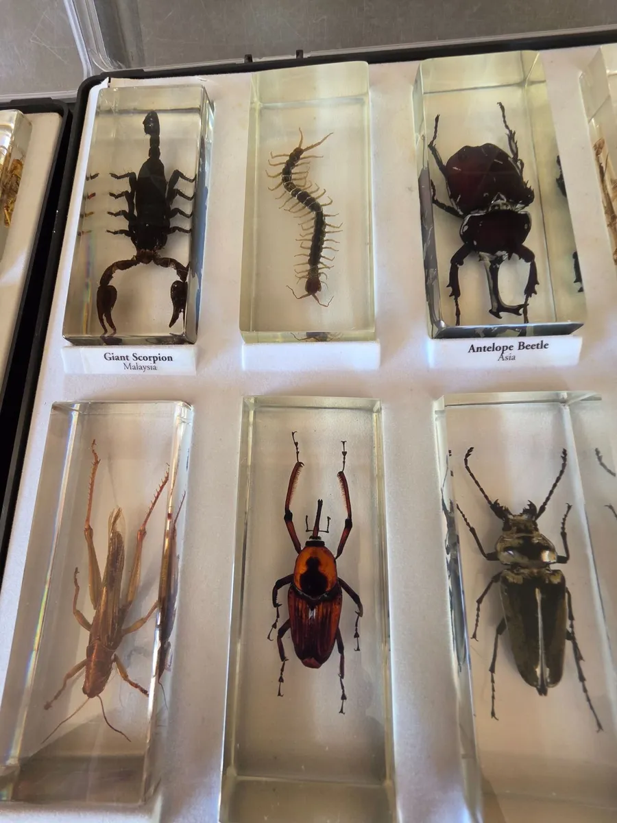 Insects in resin - Image 1