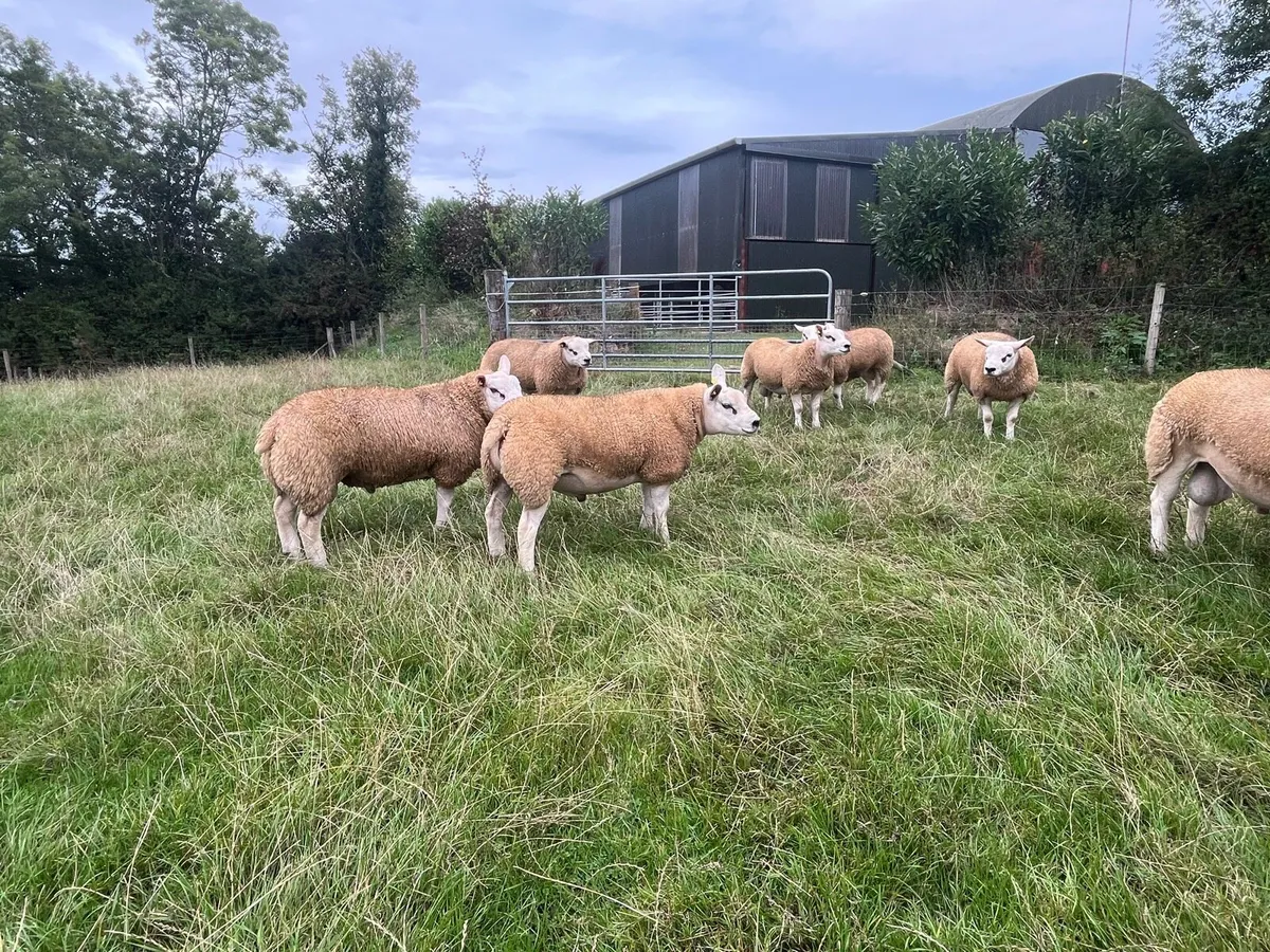 Texel Rams at Tullamore Tomorrow - Image 3