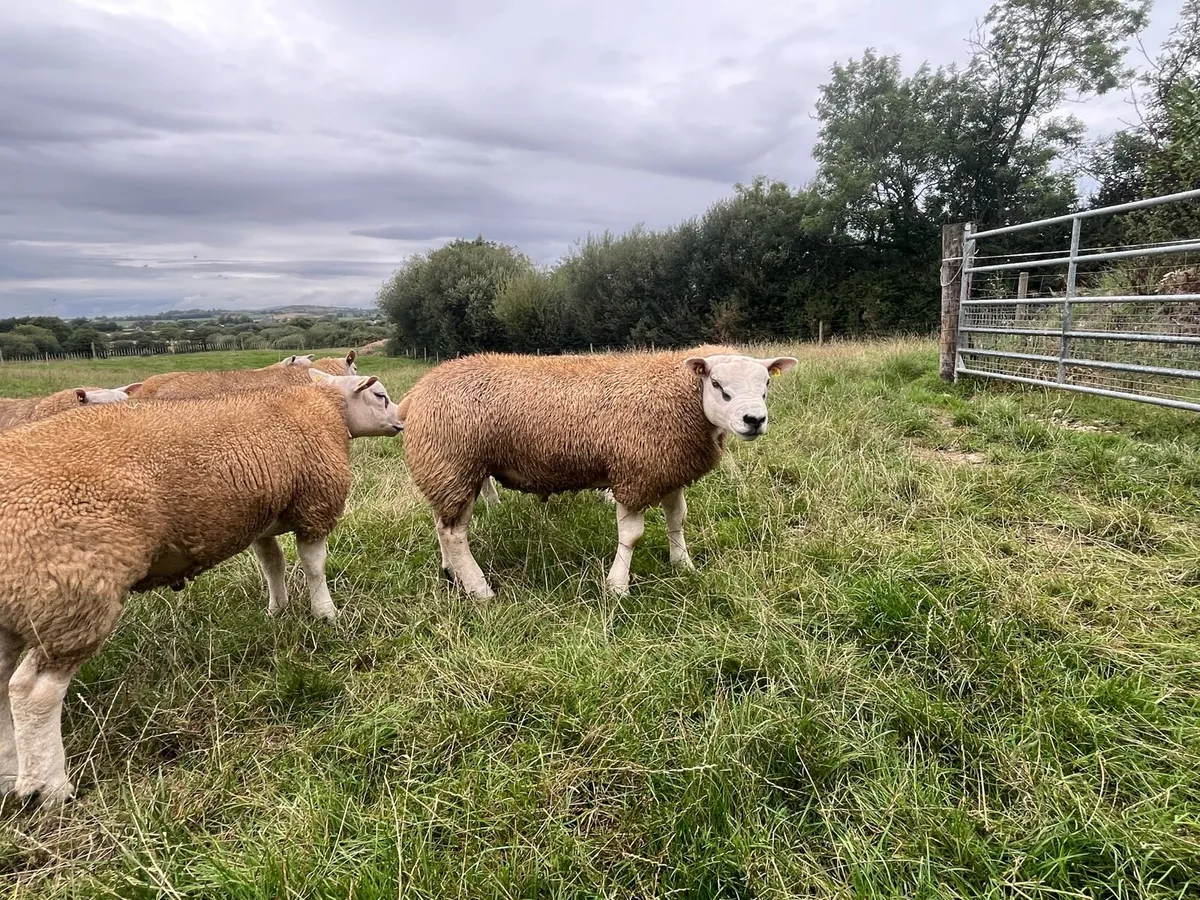 Texel Rams at Tullamore Tomorrow - Image 4