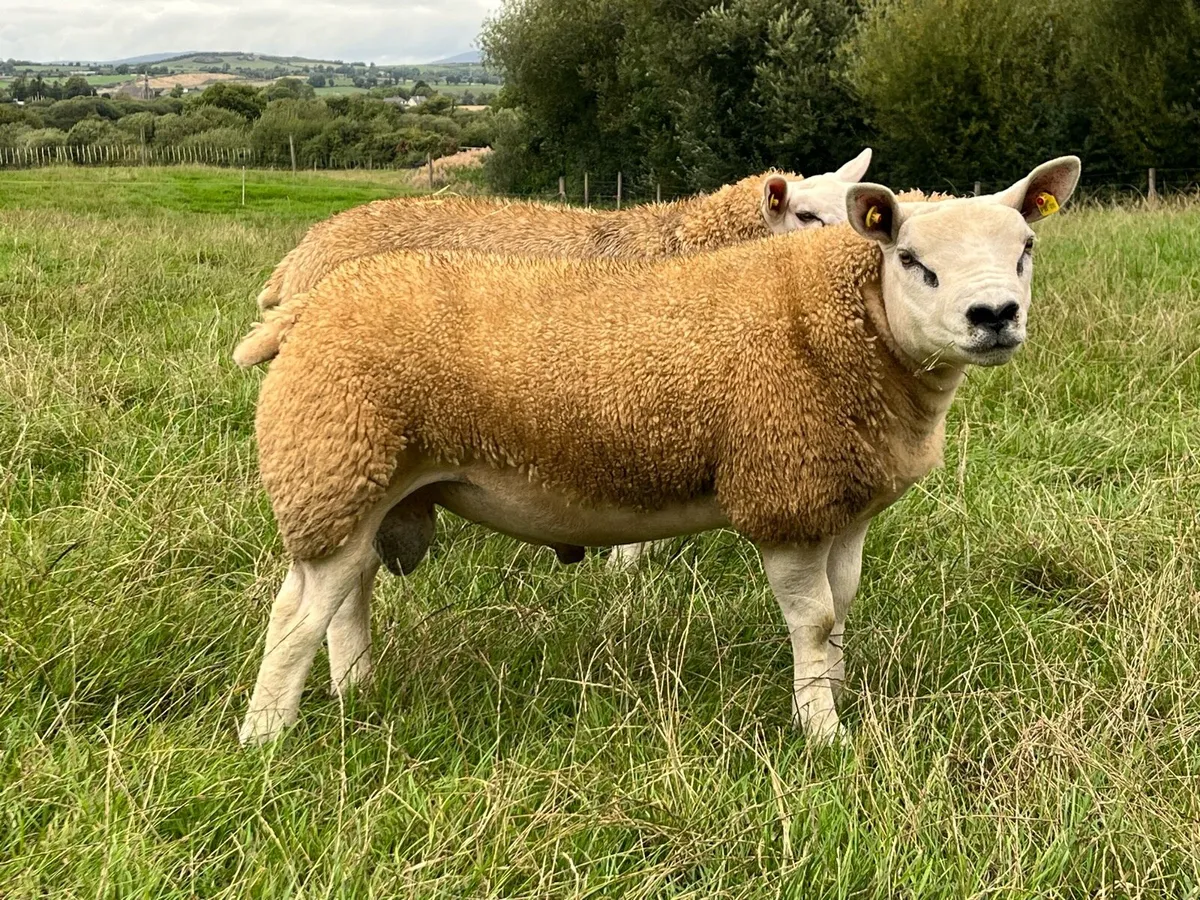 Texel Rams at Tullamore Tomorrow - Image 2
