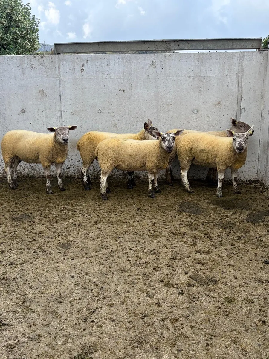 5 Suftex Hoggets - Image 2