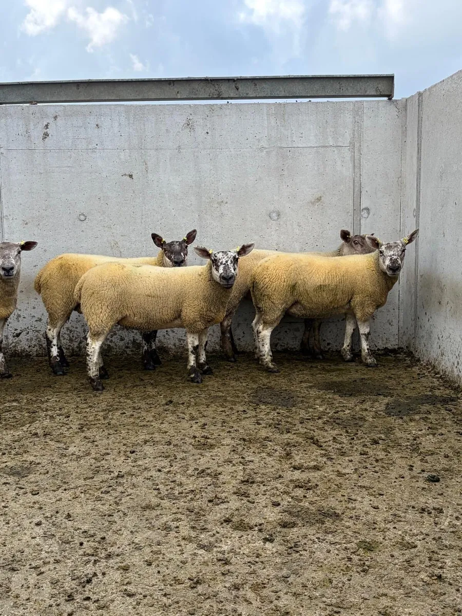5 Suftex Hoggets - Image 1