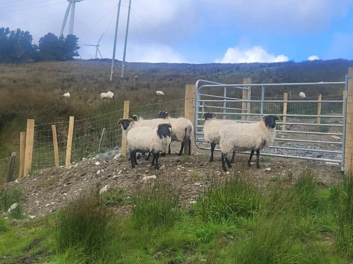 Westie hoggets - Image 2