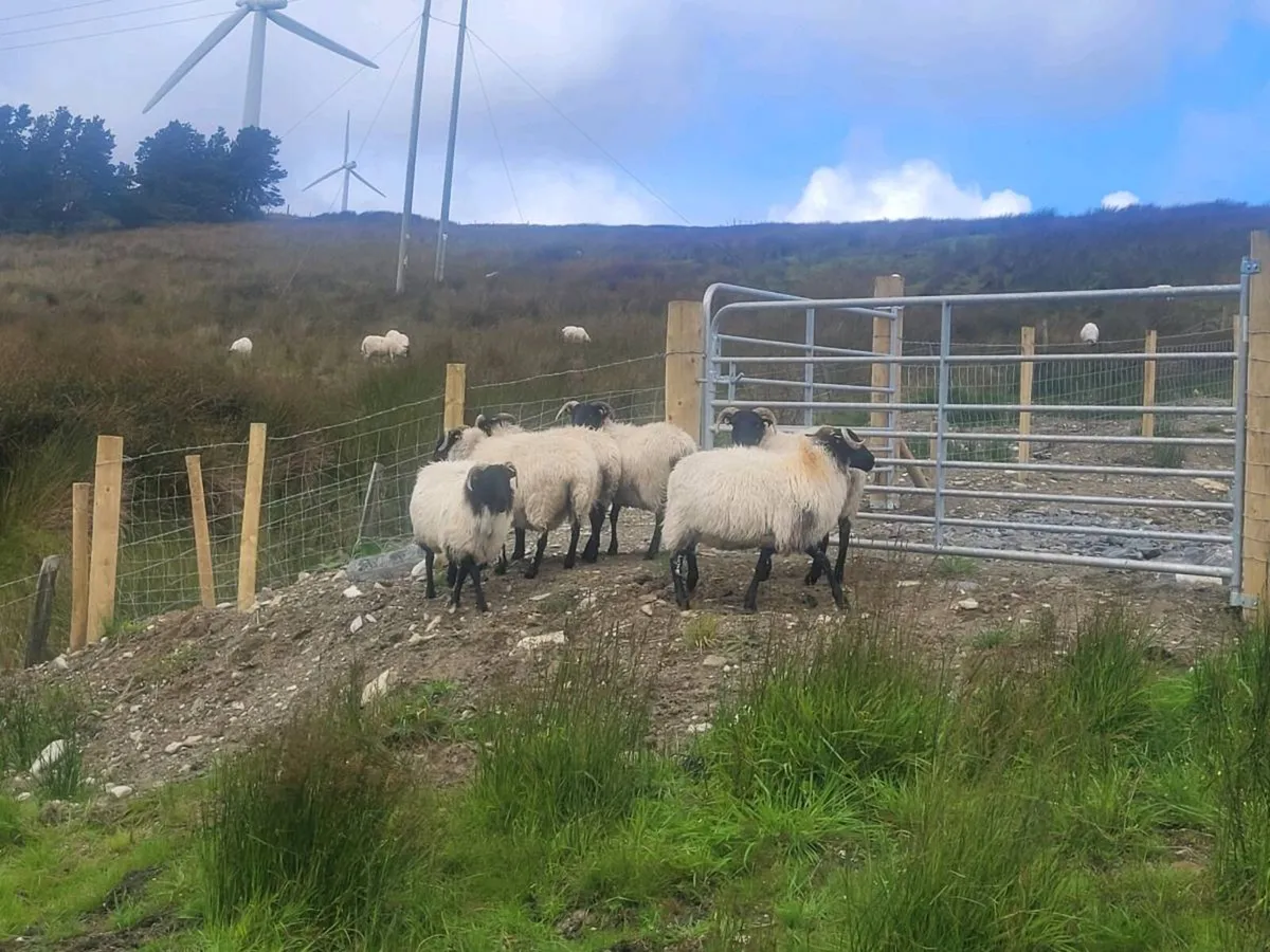 Westie hoggets - Image 4