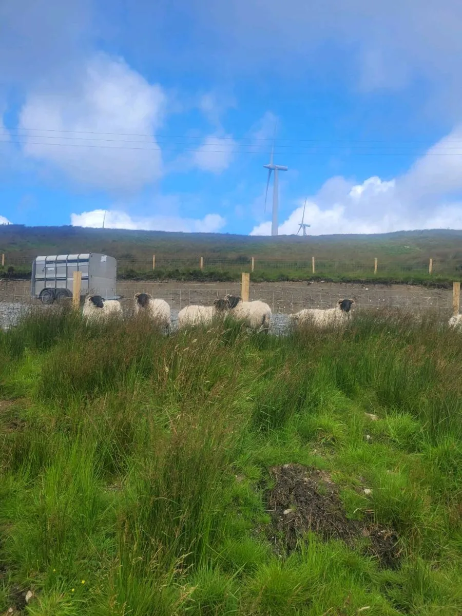 Westie hoggets - Image 3
