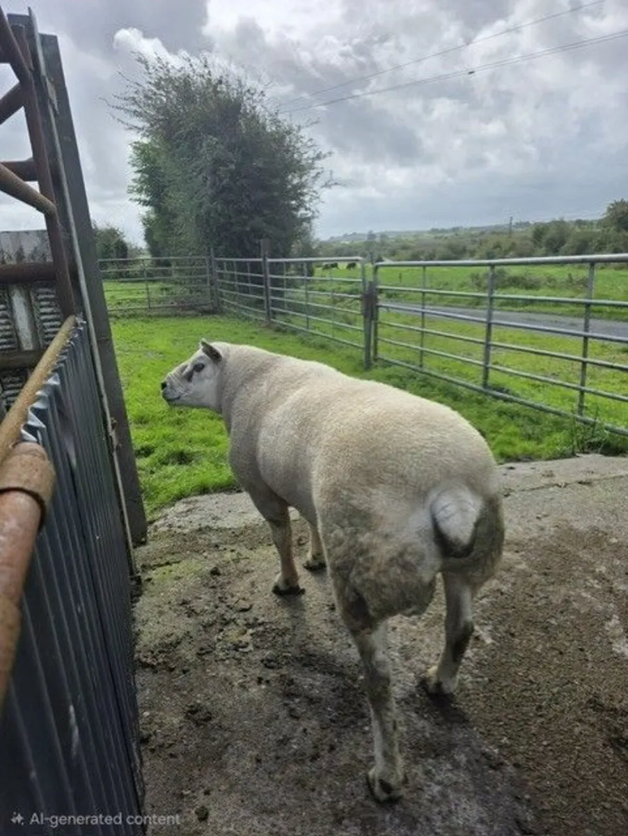 Pedigree Texel Ram - Image 1