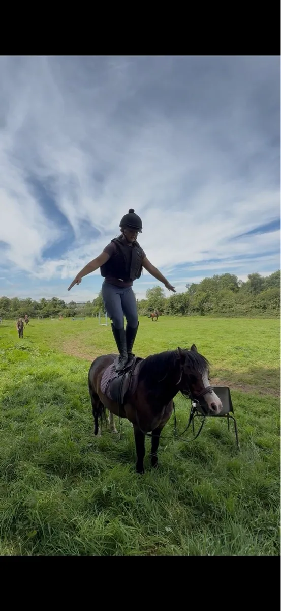 11.2 pony - Image 1