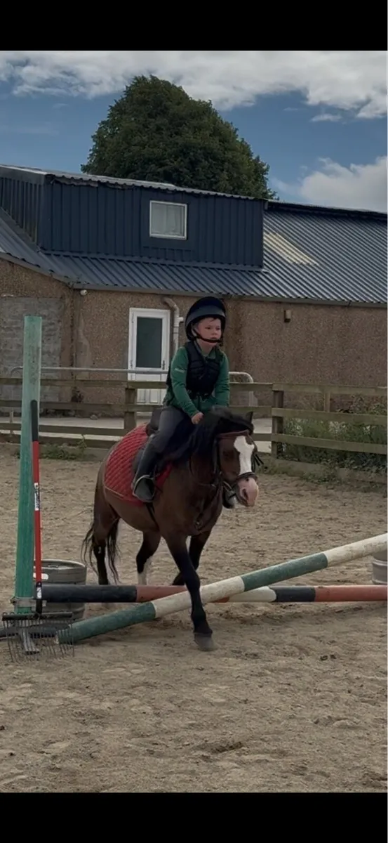 11.2 pony - Image 2