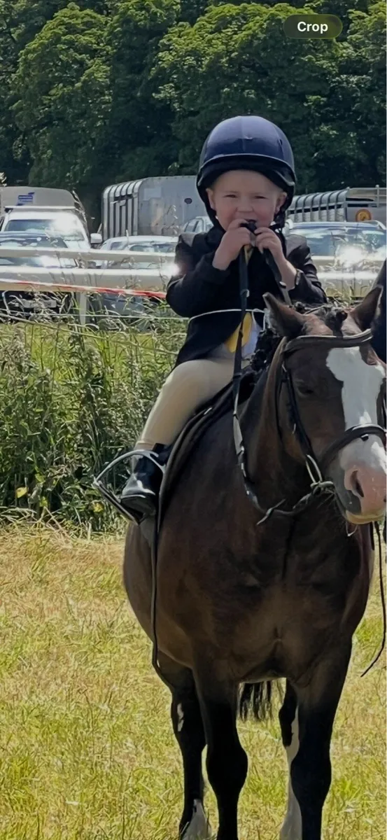 11.2 pony - Image 4