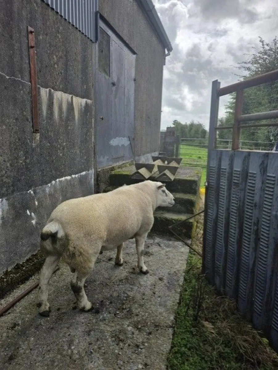 Pedigree Texel Ram - Image 2