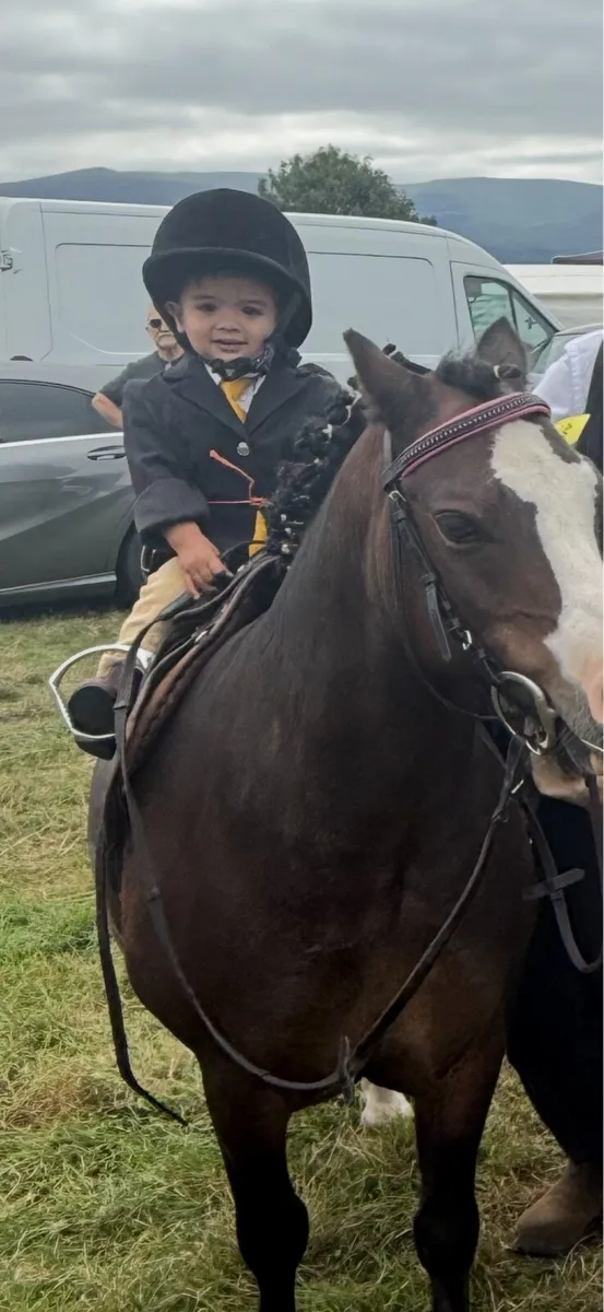 11.2 pony - Image 3
