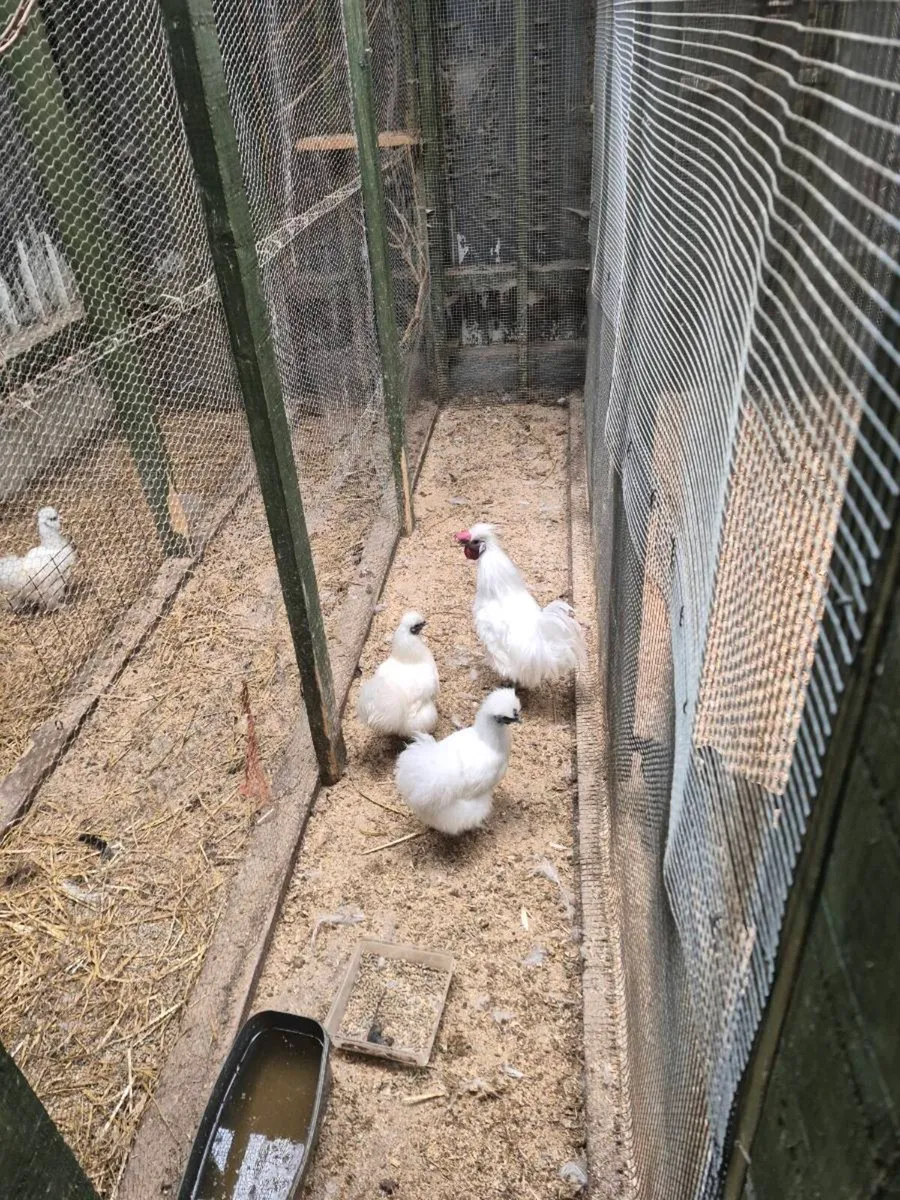 Hens - Image 1