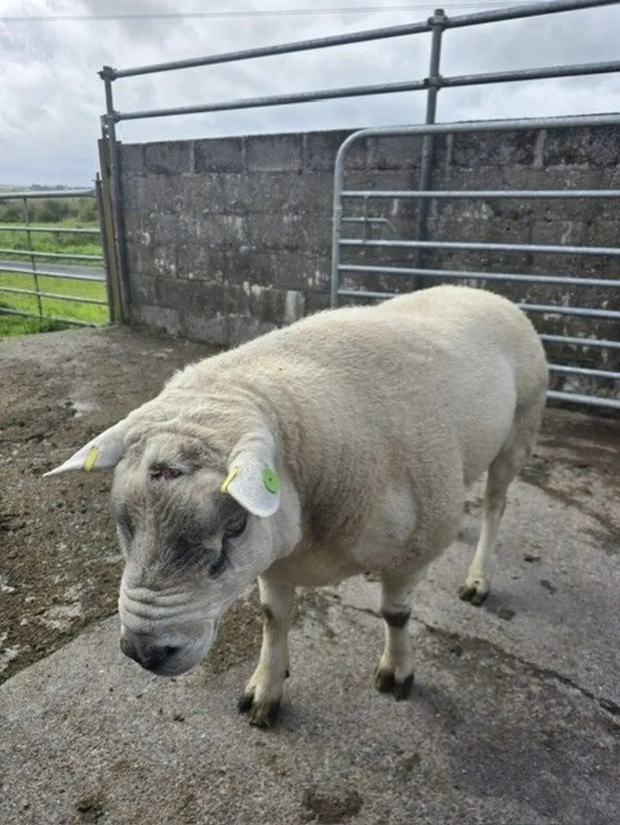 Pedigree Texel Ram - Image 3