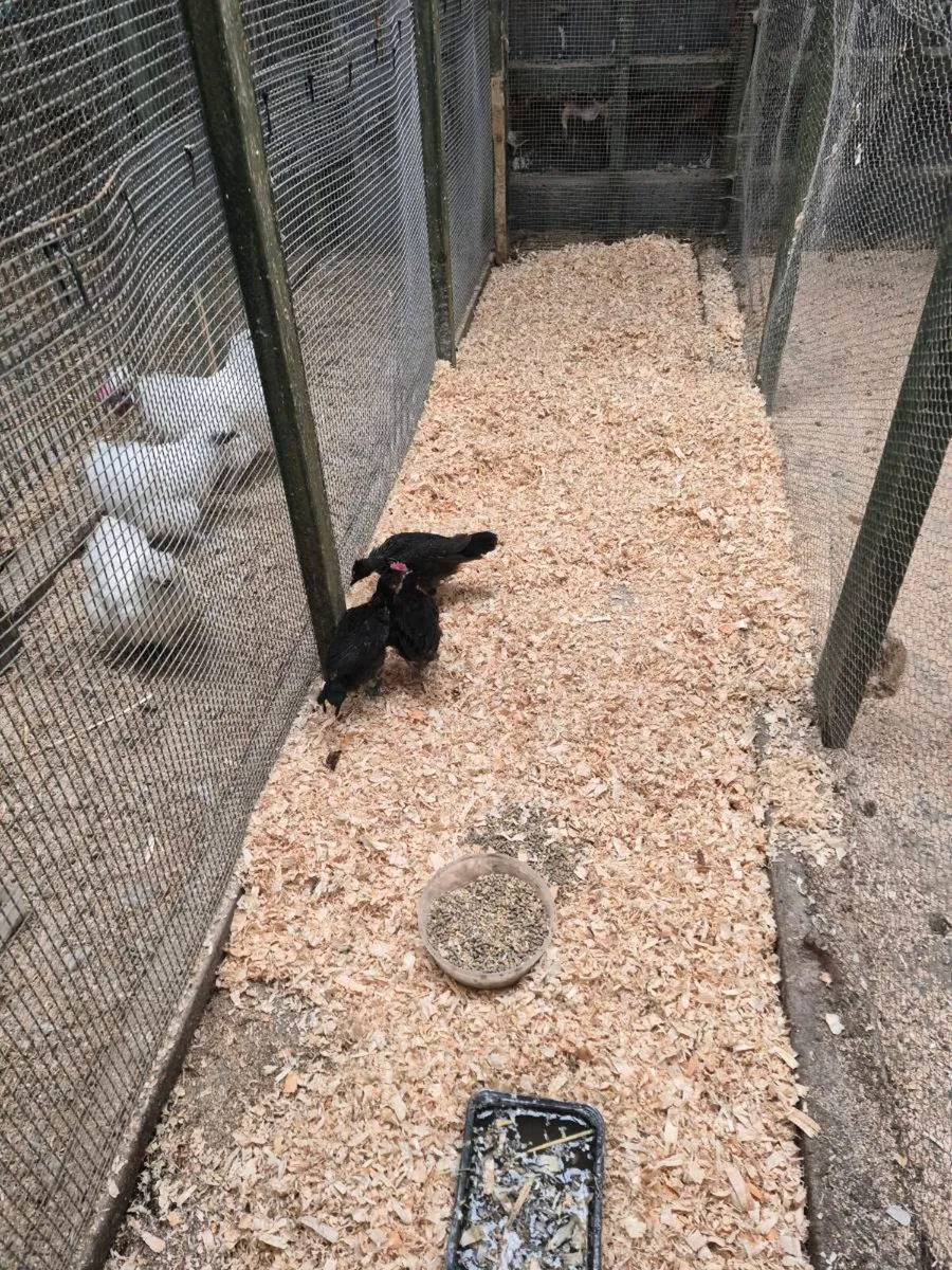 Hens - Image 2