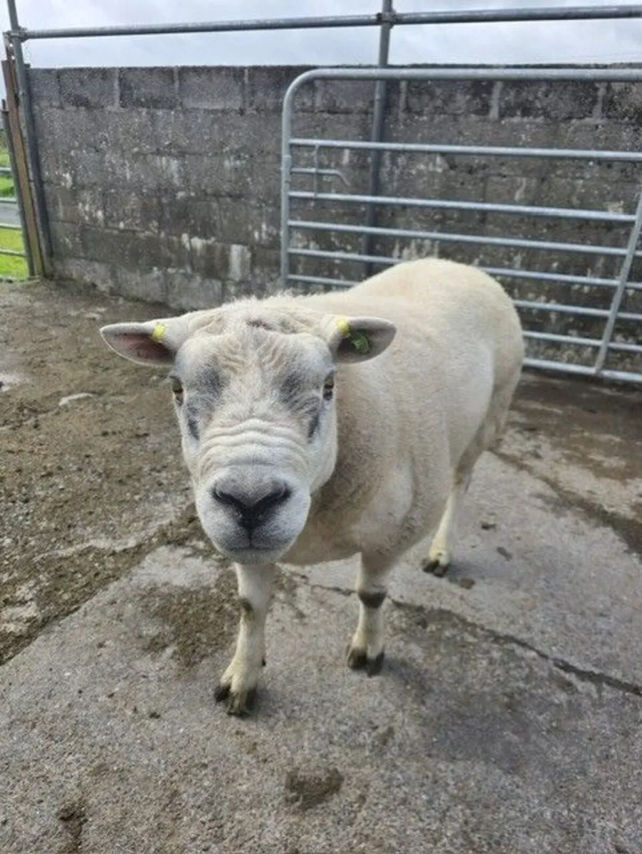 Pedigree Texel Ram - Image 4