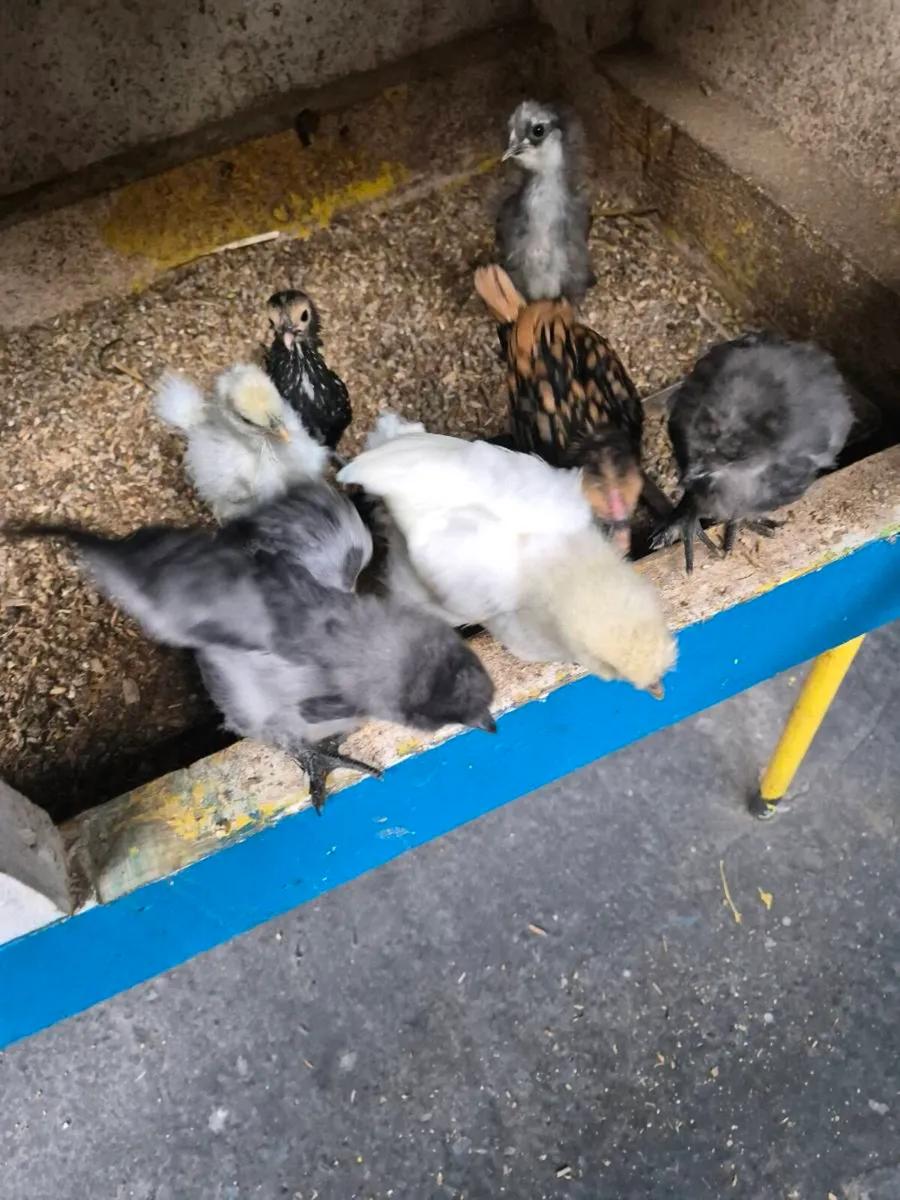 Hens - Image 3