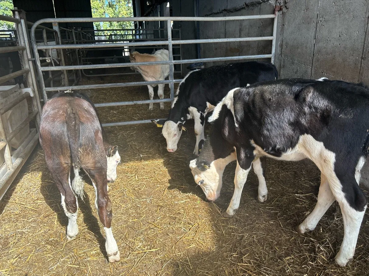 4 super weaned Hereford heifers - Image 1