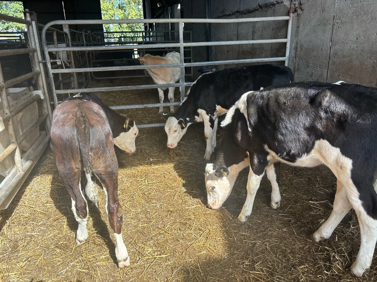 4 super weaned Hereford heifers - Image 3