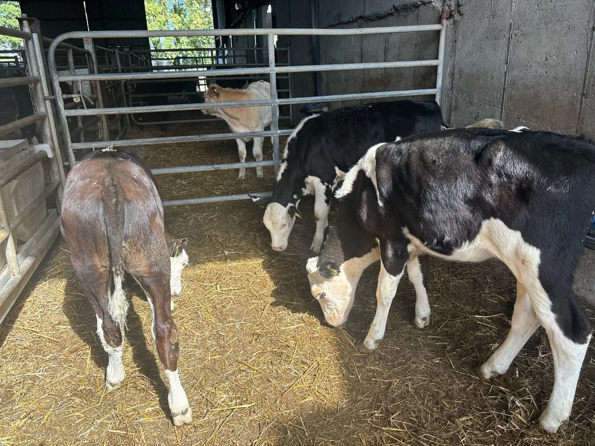 4 super weaned Hereford heifers - Image 4