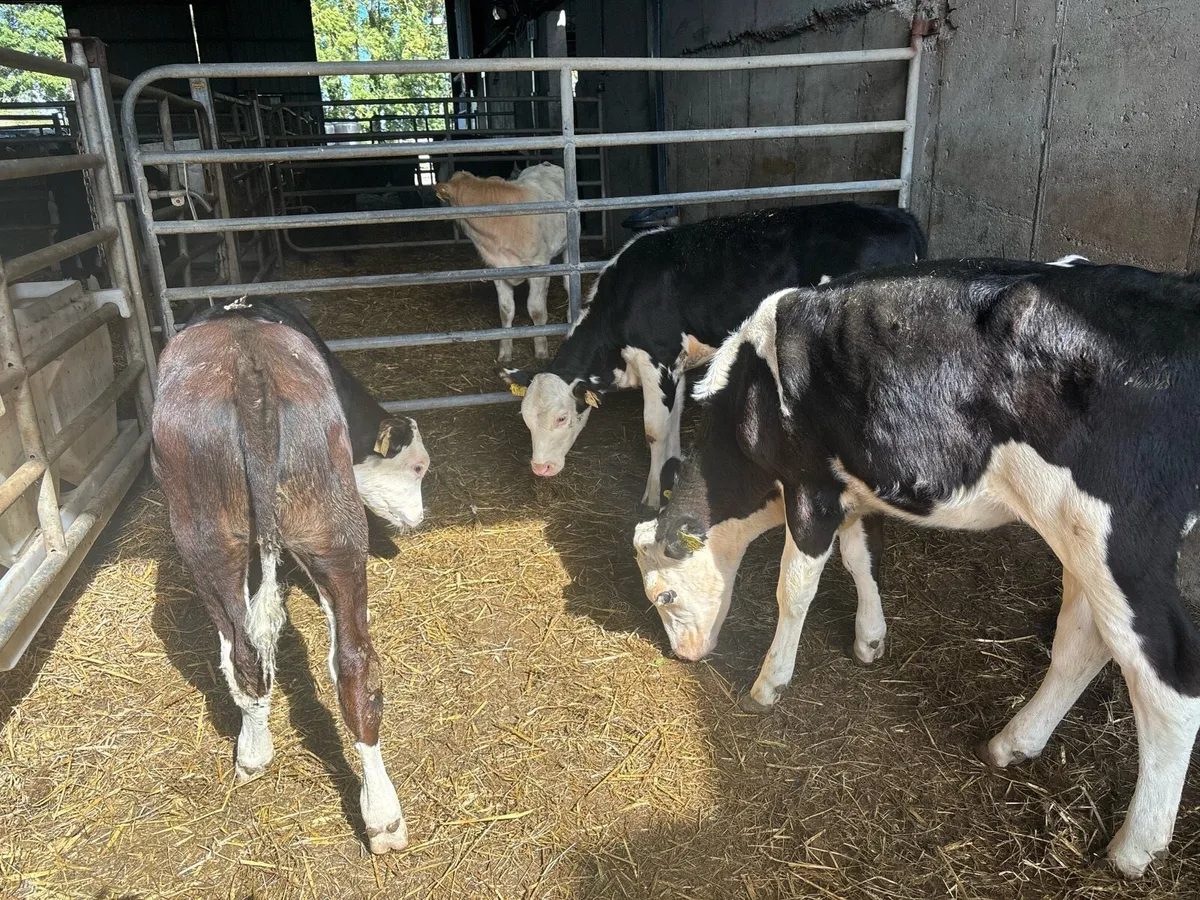 4 super weaned Hereford heifers - Image 2