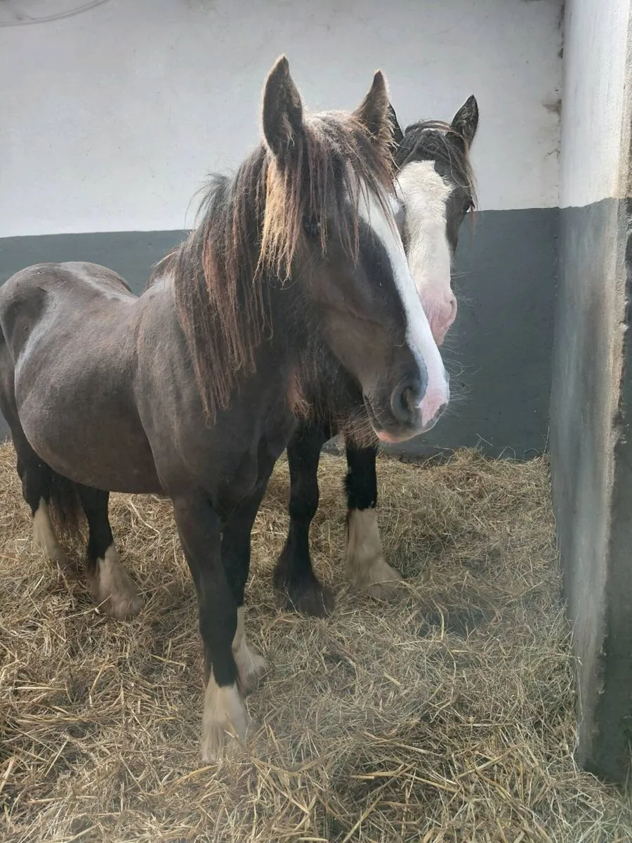 2 yearling colt cobs - Image 1