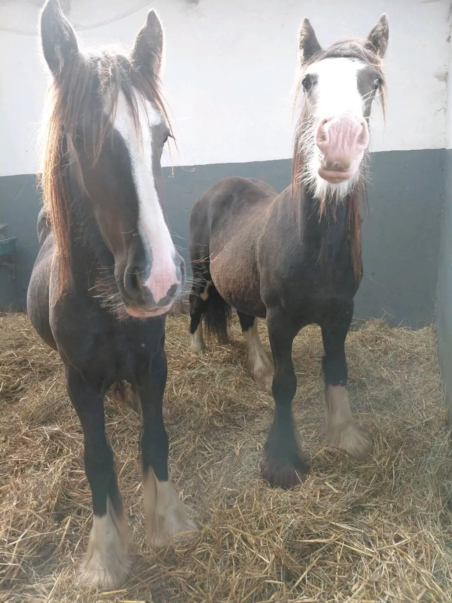 2 yearling colt cobs - Image 2