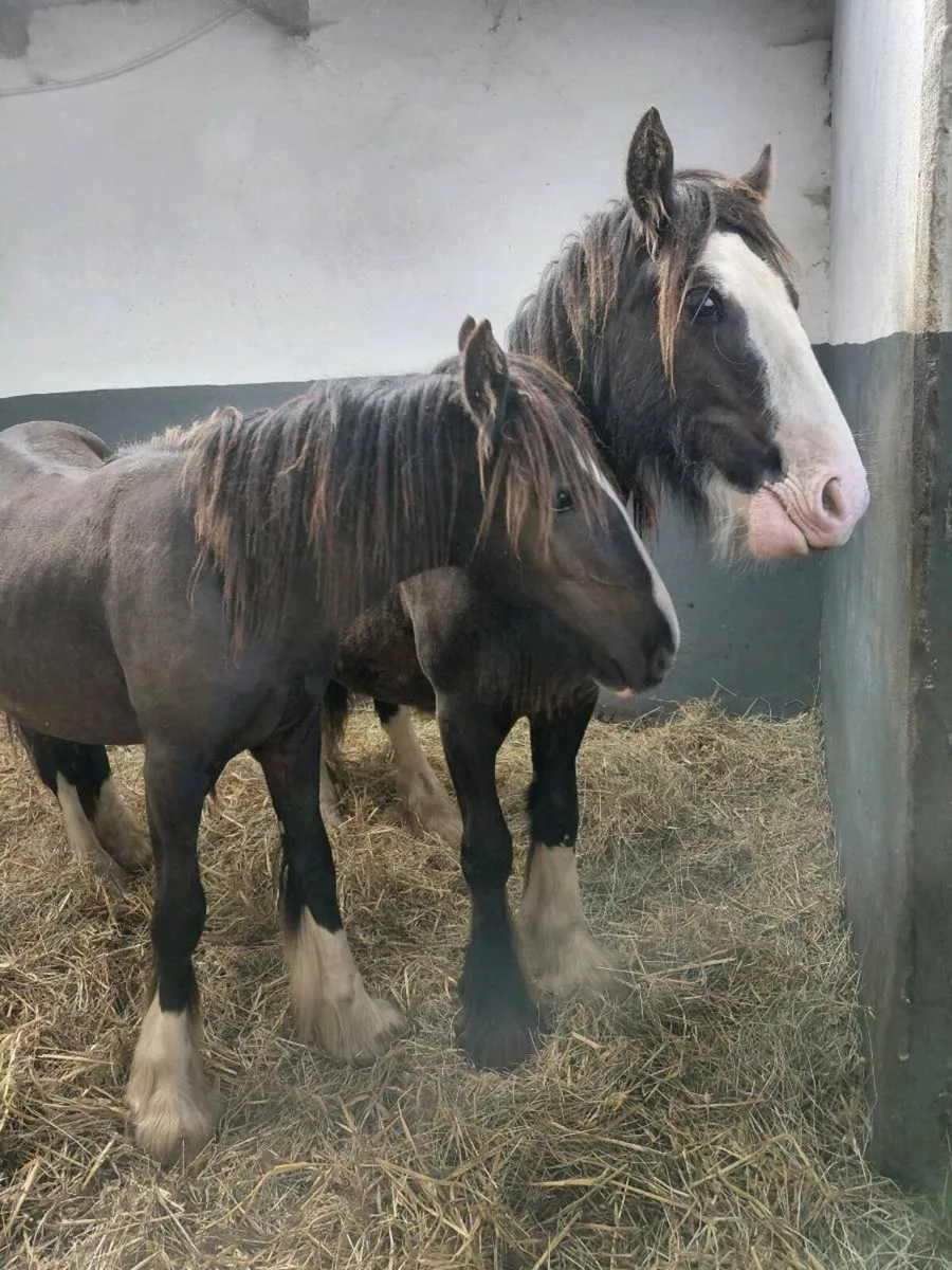 2 yearling colt cobs - Image 4