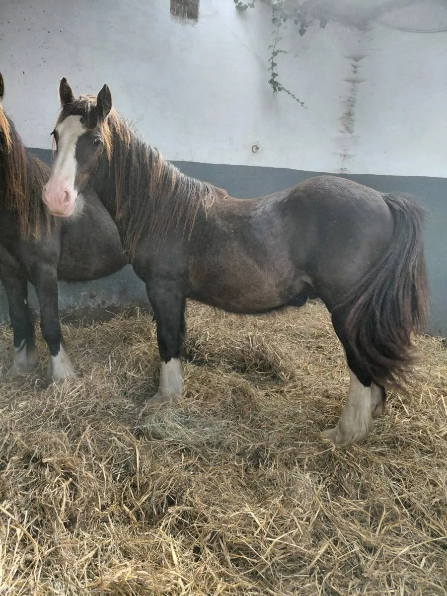 2 yearling colt cobs - Image 3