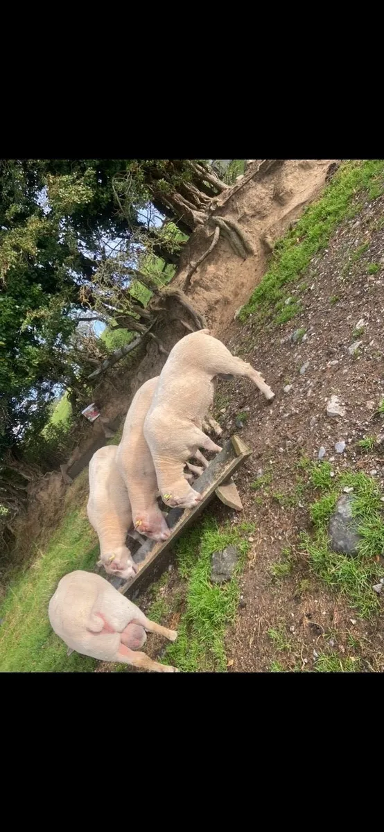 Rams - Image 2