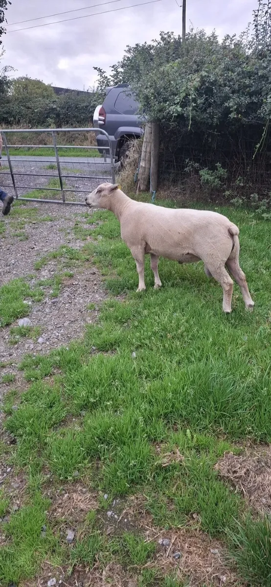 Rams - Image 4