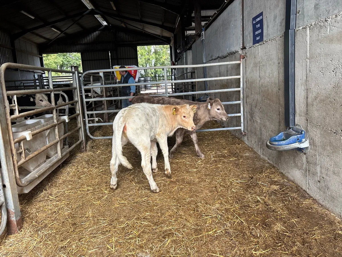 2 super charlaois runner heifers - Image 1