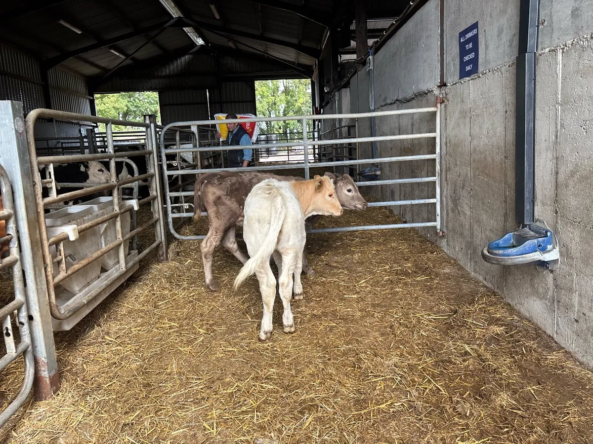 2 super charlaois runner heifers - Image 2