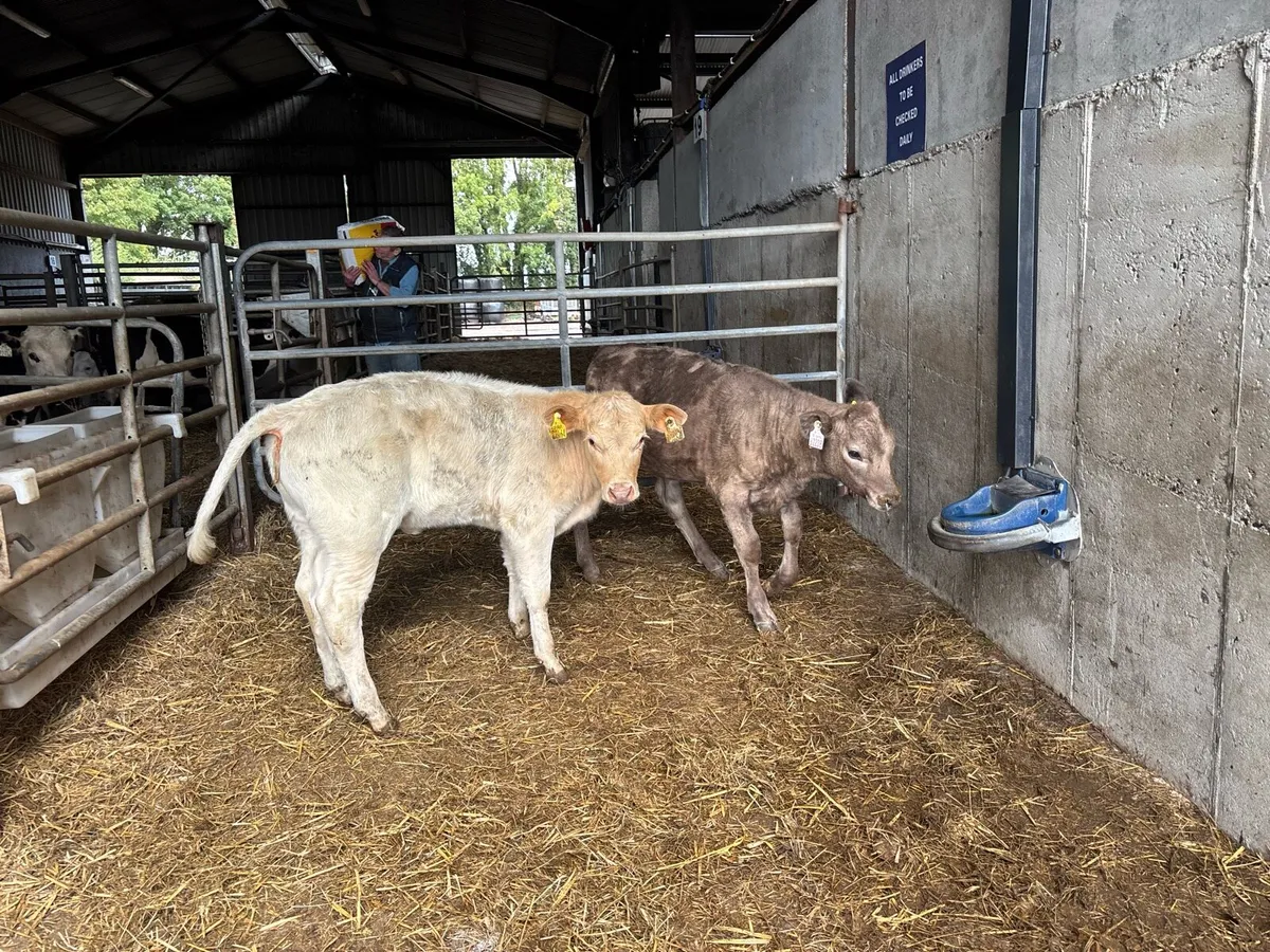 2 super charlaois runner heifers - Image 3