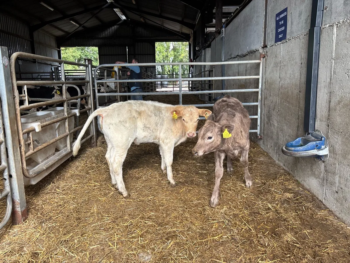 2 super charlaois runner heifers - Image 4